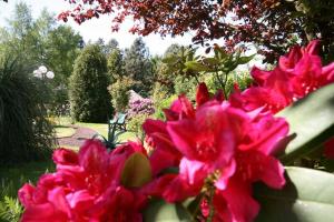 un ramo de flores rosas en un jardín en Ferienhaus Wieke - eine Oase der Erholung, en Wiesmoor
