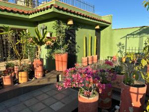 um grupo de vasos de plantas em frente a uma casa verde em Hostal Nordés em Oaxaca de Juárez