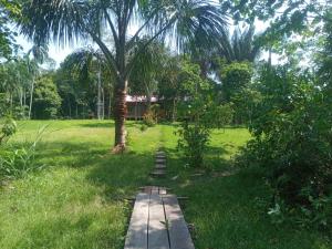 un camino en un campo con una palmera en Eco Villa Uaturi, en Iquitos