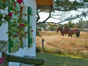 due cavalli in piedi in un campo vicino a una casa di Appartement im Fischerhaus Hiddensee 33 qm a Neuendorf
