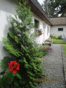 Un árbol de Navidad delante de una casa con flores en Radlerhaus Prora, en Prora