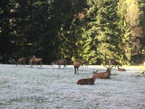 Zvířata v apartmánu nebo okolí + 18 fotografií