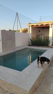 un perro de pie junto a una piscina en El rincón de la buena vista en Las Gabias