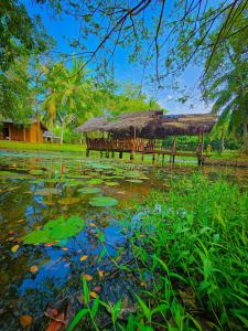 a hut with a pond with lilies in front of it at River Edge Safari Cottage in Udawalawe