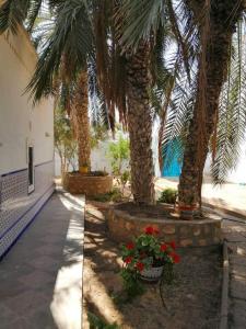 dos palmeras frente a un edificio con flores en Dar Rita, en Houmt El Souk