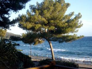 drzewo na plaży z oceanem w tle w obiekcie Bel appartement duplex avec terrasse et jardin face à la plage de Gigaro w mieście La Croix-Valmer +1 zdjęcie