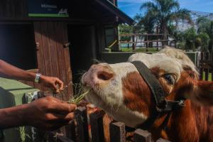 Animais no resort ou nos arredores
