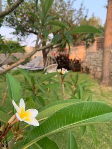 una flor amarilla y blanca en un árbol con hojas en Seafront Villa Blue Agave, en Néa Magnisía