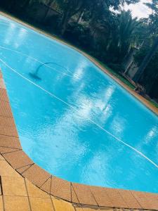 a swimming pool with a bird in the water at Sgele Guesthouse & Events in Vryheid