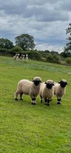 un grupo de ovejas de pie en un campo en Luxury Farm Country Retreat, en Chippenham