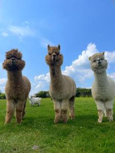 three llamas standing in a field of grass at Luxury Farm Country Retreat in Chippenham