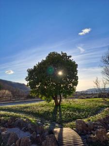 un arbre du côté d’une route dans l'établissement Agriturismo Le Case, à Assise