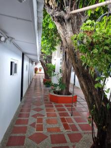 Fonseca的住宿－Hotel Mayte，建筑中一条有植物和树木的走道