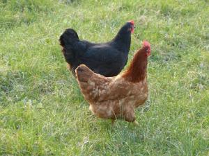 dos pollos parados en un campo de hierba en Gîte chez Emy et Seb, en Privas