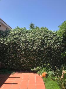 uma grande sebe com uma laranja à sua frente em Villa Golf Club PRIVATE SWIMMING POOL em Casamassima