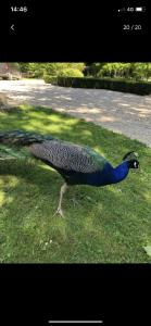 een pauw op het gras in een veld bij Château de la Franceule - la petite in Janzé