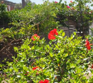 a bush with red flowers in a garden at Villa Depasta Cycladic house Aegean Sea view in Apollonia