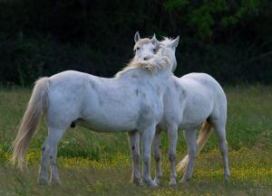 Altri animali domestici presso l'hotel o nei dintorni