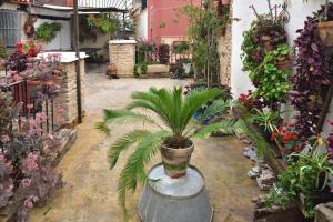 een plant in een pot in een bloemenwinkel bij Casa Tenorio Barrio de Santa Cruz in Sevilla