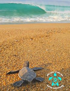 a green turtle on a beach with the ocean at Villa Star of the Sea in Barra de Navidad