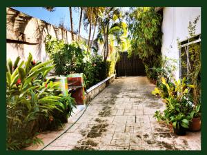 Zahrada ubytování Casa del Pintor Chetumal