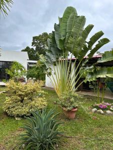 Zahrada ubytování CASA FINCA MERCEDES