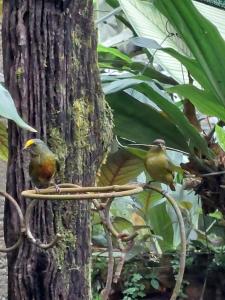 Animales en la casa o chalet o alrededores