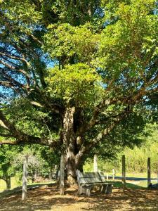 un banco del parque sentado bajo un gran árbol en Casa de Campo, en Sabalito