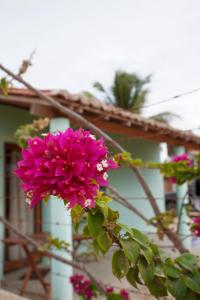 a pink flower in front of a building at Mar Aberto_chale 3 in Barroquinha