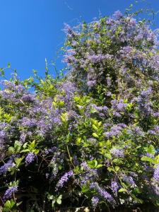 a tree full of purple flowers on a blue sky at Home of bong & gao in B'su M'rac