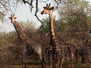 a group of giraffes standing next to some trees at Le Lion Dort in Marloth Park