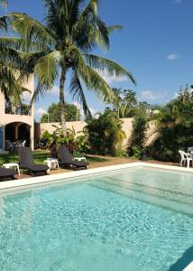 una piscina con 2 sillas y una palmera en Coral Island Suites Cozumel, en Cozumel