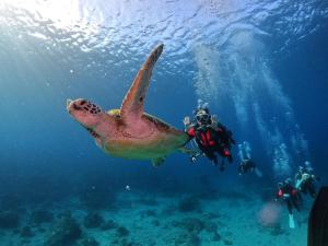 a green sea turtle swimming next to people in the water at 樂見海 in Green Island