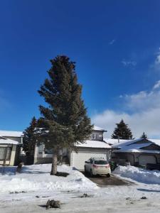 a car parked in front of a house with a tree at Newly renovated Elephant Suite two rooms close to banff and business center in Calgary