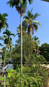 a palm tree in front of some buildings at Juliet's Homestay in Cochin