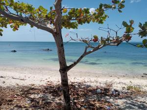 a tree on a beach with the ocean in the background at Bangkaew Camping place bangalow in Krabi town