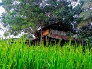 a house in the middle of a field of tall grass at Habarana Eco Lodge & Safari in Habarana