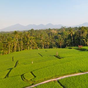 un campo de césped verde con montañas en el fondo en Ayawana Private Villas Managed by ARM Hospitality, en Tegalalang