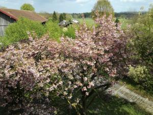 a flowering tree with pink flowers in a yard at The Old Farmhouse in Edling