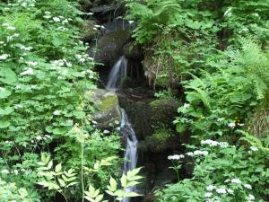 a waterfall in the middle of a forest with plants at Quellenhof Kollnburg in Kollnburg