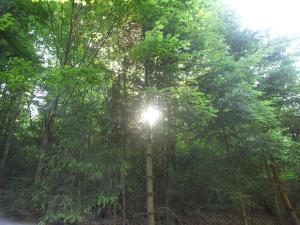 a tree with the sun shining through it at Quellenhof Kollnburg in Kollnburg