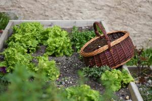 a basket sitting in a garden with lettuce at Haus 59 Stilfs in Stelvio