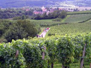 eine Gruppe von Menschen, die durch einen Weinberg spazieren in der Unterkunft Ferienwohnung Storchenblick in Herbolzheim