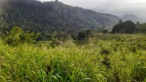 a field of grass with a mountain in the background at agunawala in Angunawala