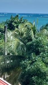 a view of the ocean and palm trees from a window at La villa du manguier in Le Vauclin