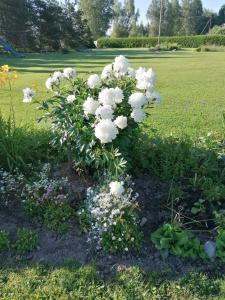 a bouquet of white flowers in a garden at Villa River Rose in Jõesuu