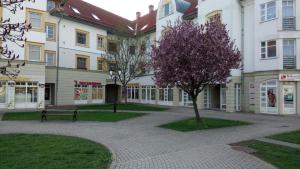 ein Baum vor einem Gebäude mit einer Bank in der Unterkunft Rosegarden Apartman in Sárospatak