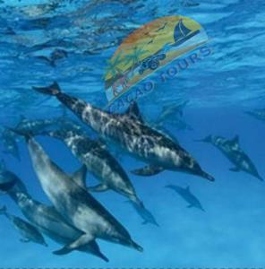 un grupo de delfines nadando en el agua en Dolphin house, en Hurghada