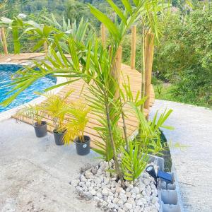 een groep planten in potten naast een zwembad bij JMJ Sugar in Rivière-Pilote
