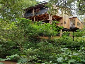 a tree house in the middle of the forest at Waterbessiebos cottage in Tzaneen